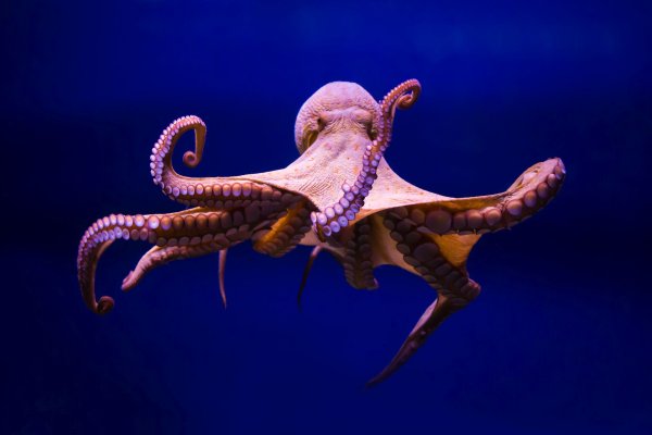 Кракен сайт ссылка kraken dark link