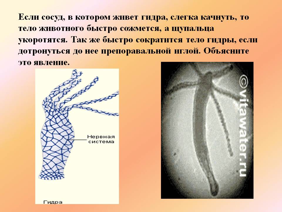 Кракен даркнет как зайти